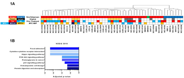 Identification of subgroups in SCLC cell lines.