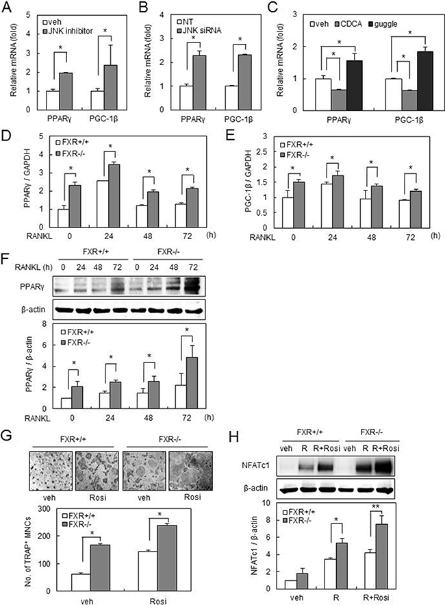 FXR deficiency up-regulates PPAR&#x03B3; and PGC-1&#x03B2; expression via downregulation of JNK.