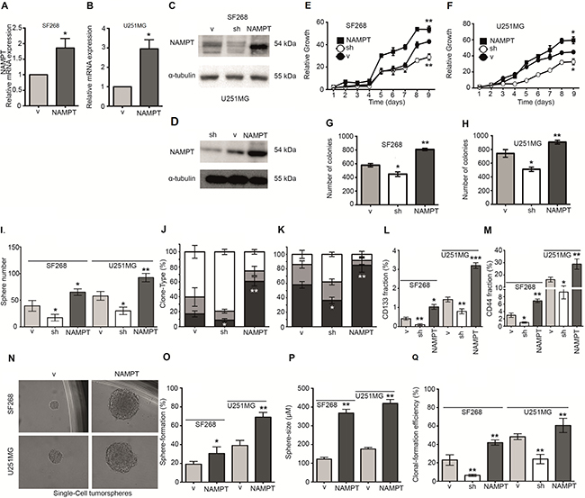 NAMPT expression increases tumorigenic and CIC properties.