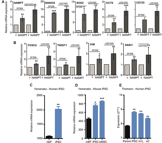 NAMPT activates EMT and stem pathway effectors.