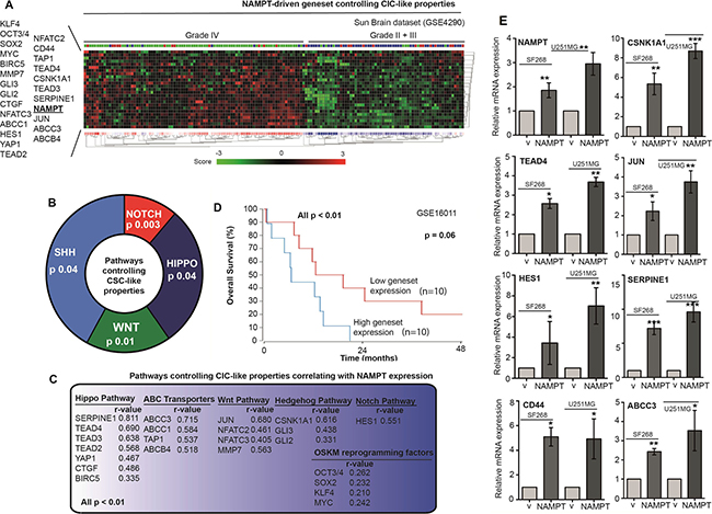NAMPT induces a gene signature that correlates with glioma tumor grade and predicts poor survival.