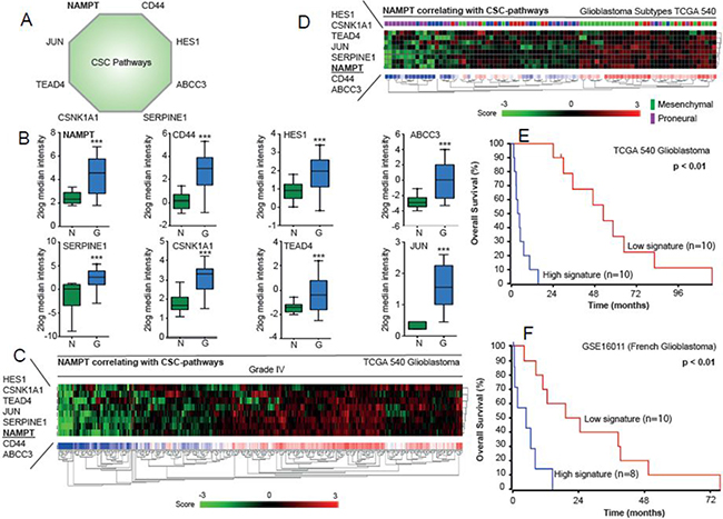 Analysis of NAMPT-related signature in the TCGA database.