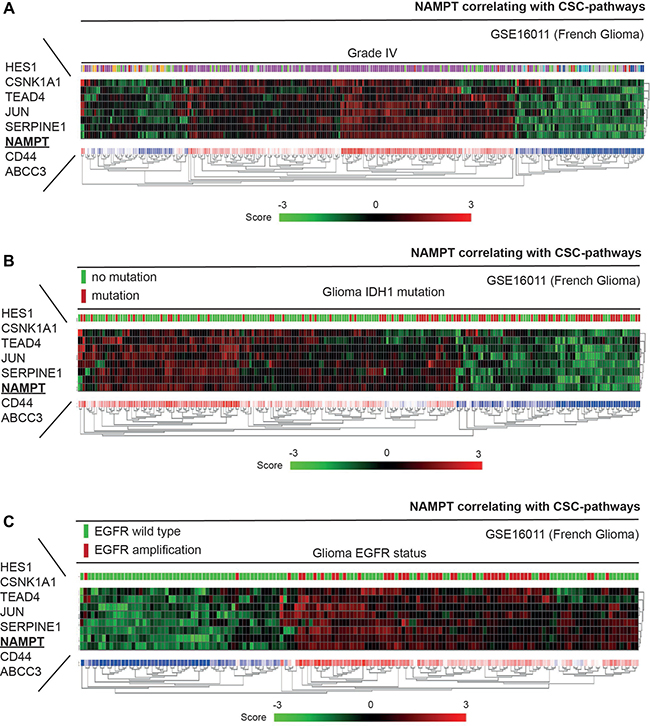 NAMPT induces a gene signature that correlates with WT IDH1 patients and EGFR positive tumors.