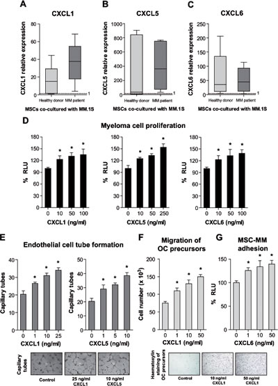 Expression of CXCL1, CXCL5 and CXCL6 by real-time PCR (A-C) and functional activities on myeloma cell proliferation (D), endothelial tube formation (E), migration of OC precursors (F) and MSC-MM cell adhesion (G).
