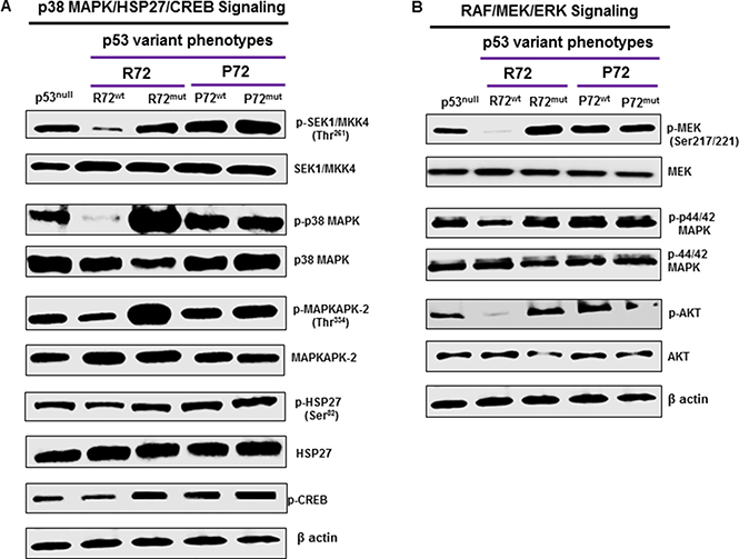 P72 phenotype promotes p38MAPK and RAF/MEK/ERK signaling.