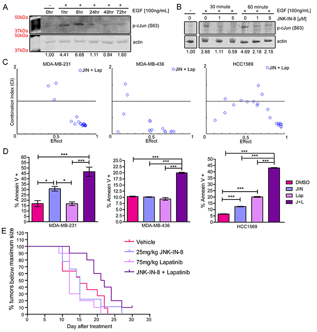 JNK-IN-8 and Lapatinib Synergize to Cause Cell Death in Triple-Negative Breast Cancer Cell Lines.
