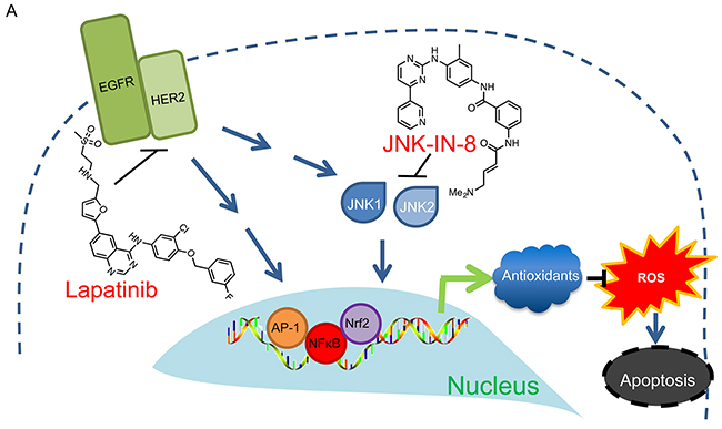 Proposed Mechanism of JNK-IN-8 and Lapatinib Synergy.