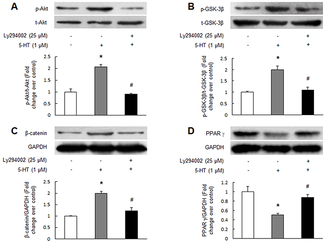 5-HT inactivates GSK-3&#x03B2;, up-regulates &#x03B2;-catenin and reduces PPAR &#x03B3; by PI3K/Akt pathway.