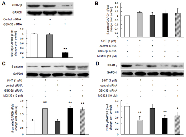 GSK-3&#x03B2; insufficiency or inhibition of proteasome activity up-regulates &#x03B2;-catenin and reduces PPAR &#x03B3;.