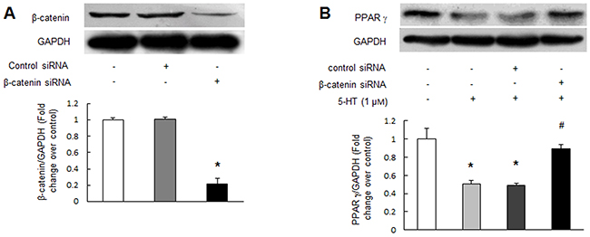 Up-regulation of &#x03B2;-catenin mediates 5-HT-induced PPAR &#x03B3; reduction.