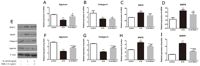 DKK-1 down-regulates IL-18-induced expression of matrix-degrading encymes.