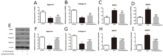 Cyclopamine down-regulates IL-18-induced expression of matrix-degrading encymes.