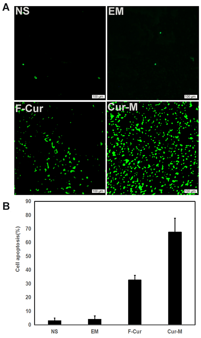 Cell apoptosis examined using TUNEL analysis.