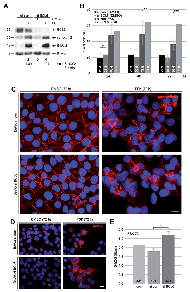 Suppression of BCL6 promotes the fusion rate of BeWo cells.
