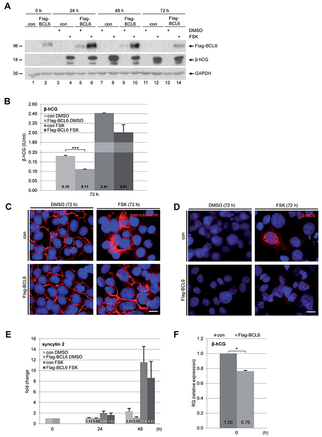 Overexpression of BCL6 decreases fusion of BeWo cells.