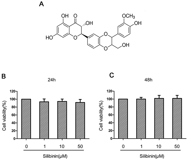 The chemical structure of silibinin and effect of silinibin on human OA chondrocyte viability.