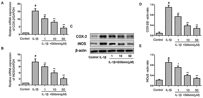 Effect of silibinin on IL-1&#x03B2;-induced iNOs and COX-2 expression in human OA chondrocytes.