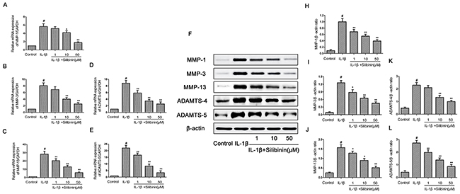 Effect of silibinin on IL-1&#x03B2;-induced MMP-1, MMP-3, MMP-13, ADAMTS-4 and ADAMTS-5 expression in human OA chondrocytes.
