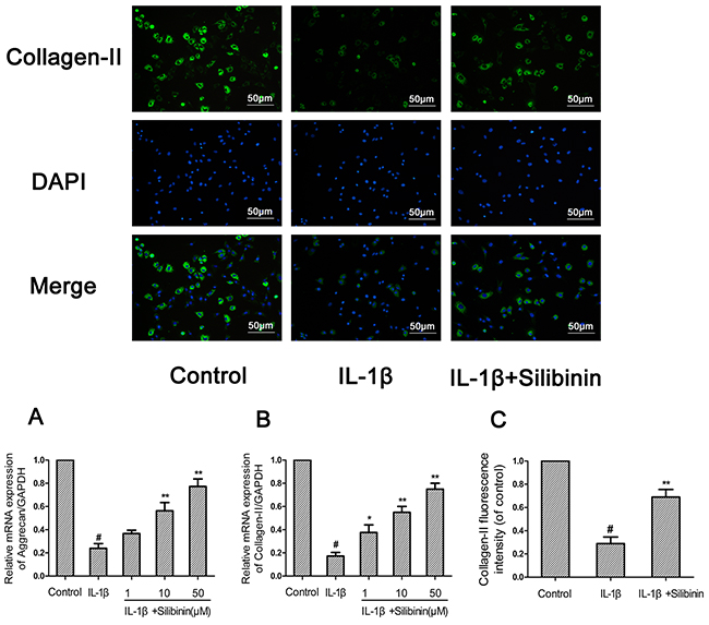 Effect of silibinin on IL-1&#x03B2;-induced aggrecan and collagen-II degradation in human OA chondrocytes.
