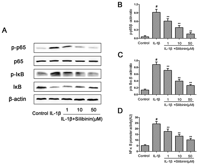 Effect of silibinin on IL-1&#x03B2;-induced NF-kB activation in human OA chondrocytes.