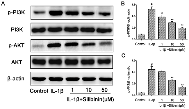 Effect of silibinin on IL-1&#x03B2;-induced PI3K/AKT phosphorylation in human OA Chondrocytes.