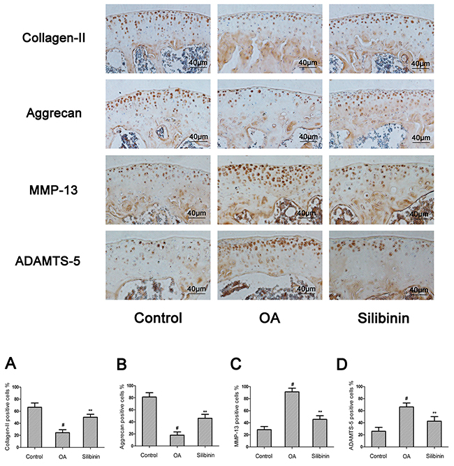 Effect of silibinin on cartilage matrix degradation in mice OA models.