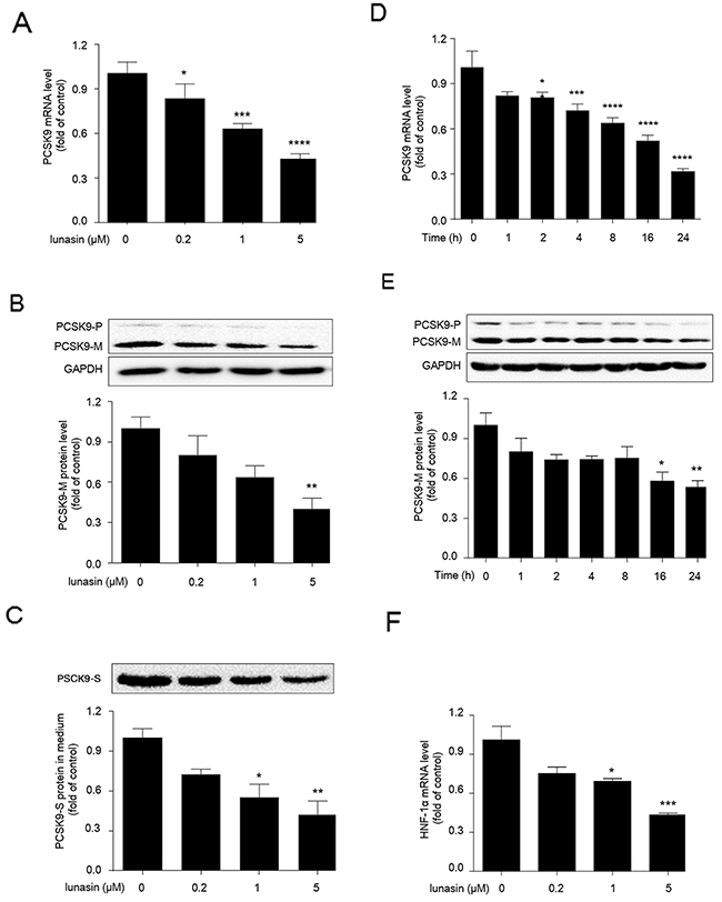 Lunasin inhibits the expression levels of PCSK9 and HNF-1&#x03B1; in HepG2 cells.