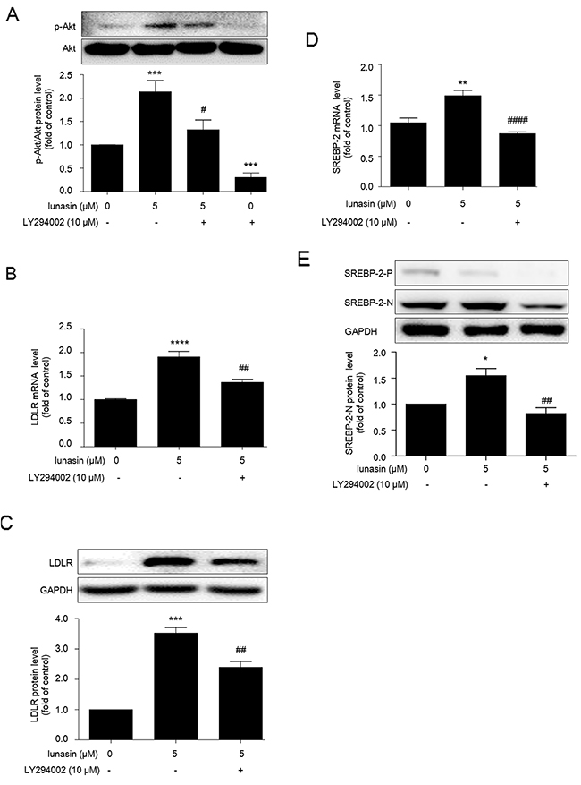 Lunasin enhances LDLR expression via PI3K/Akt-mediated SREBP-2 activation pathway in HepG2 cells.