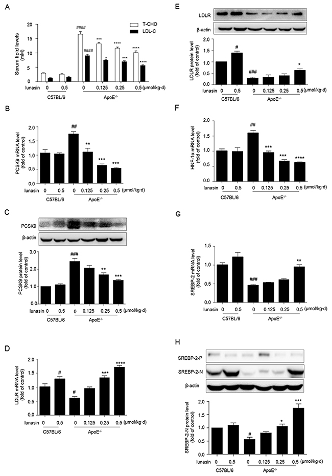 Lunasin reduces T-CHO, LDL-C in sera, decreases PCSK9 while increases the hepatic levels of LDLR, HNF-1&#x03B1; and nuclear form of SREBP-2 in ApoE-/- mice.