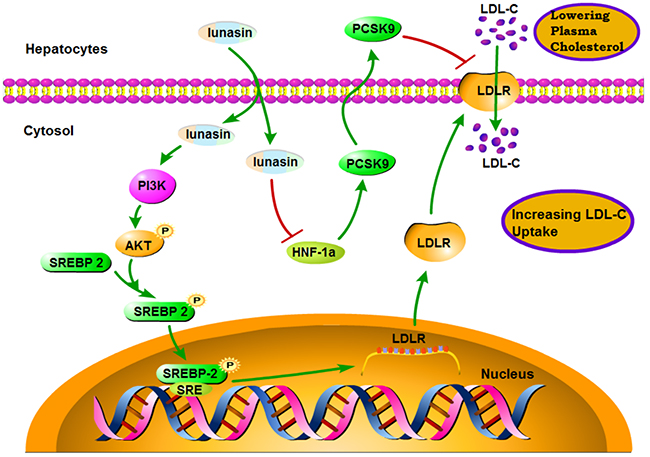 A schematic diagram of the molecular mechanism by which lunasin increases hepatic cell-surface LDLR level and functionally enhance LDL uptake in hepatocytes.
