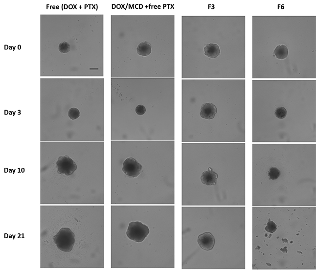 Bright-field images of MCF-7 spheroids treated with free (DOX + PTX), DOX/MCD + free PTX, F3, or F6 (at 100 ng/mL DOX and 20 ng/mL PTX).