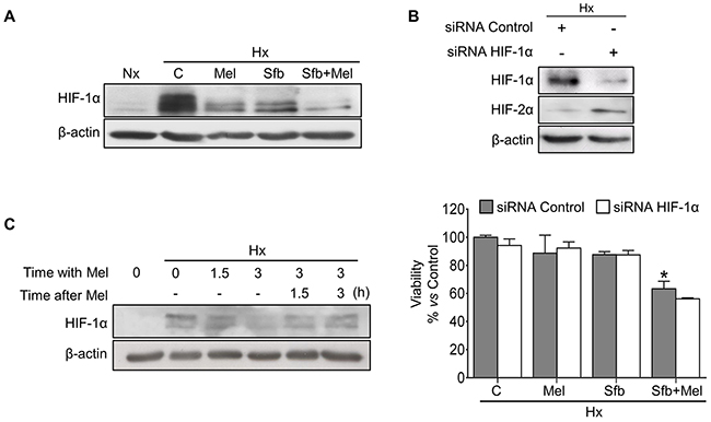 Effect of melatonin and sorafenib on HIF-1&#x03B1; expression and role of HIF-1&#x03B1; in the hypoxia-mediated resistance.