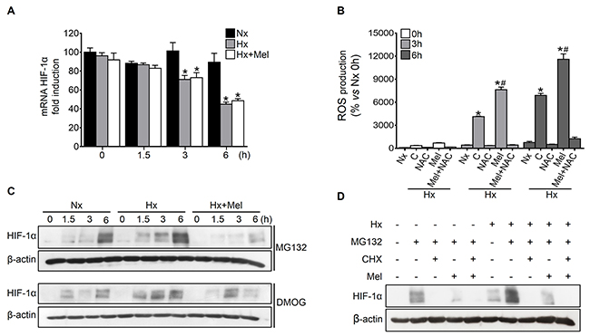 Effect of melatonin on HIF-1&#x03B1; transcription, protein synthesis and degradation.