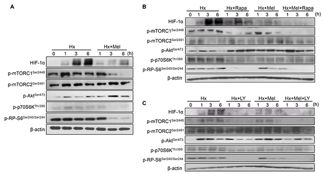 Impact of melatonin on PI3K/Akt/mTOR, HIF-1&#x03B1; synthesis pathway assayed by Western blot.