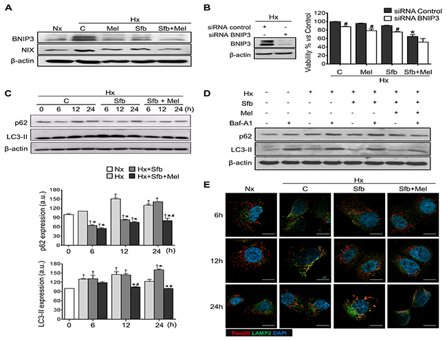 Effect of melatonin and sorafenib on hypoxia-induced mitophagy and role of mitophagy in sorafenib hypoxia-mediated resistance.