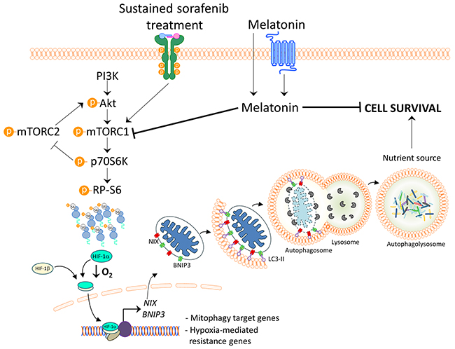 Model of melatonin inhibition of hypoxia-induced mitophagy in HCC.