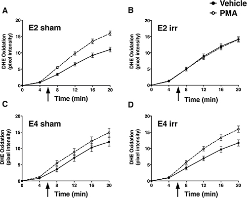 Paradoxical effects of 137Cs irradiation on PMA-induced ROS generation in hippocampal slices from E2 and E4 mice.