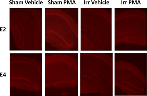 Representative images of PMA-induced DHE oxidation in hippocampal slices from sham-irradiated and irradiated E2 and E4 mice.