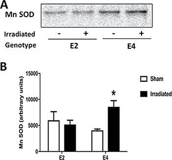 MnSOD levels in hemi brains of E2 and E4 mice.