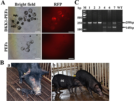 Generation of DKK1 transgenic cloned pigs by somatic cell nuclear transfer (SCNT).