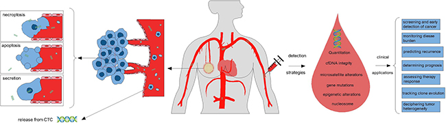 Tumor cells release small fragments of cell-free DNA into circulation by multiple mechanisms, including necroptosis, apoptosis, secretion from tumor cells, and so on.