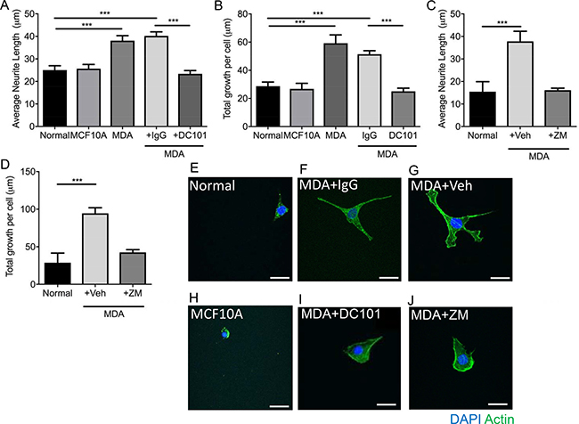 MDA MB231 breast cancer cell line induces sensory neuronal growth via VEGFR2 activation.