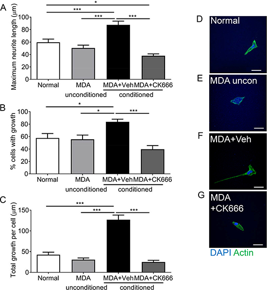 ARP 2/3 regulation controls MDA MB231 induced sensory neuronal growth.
