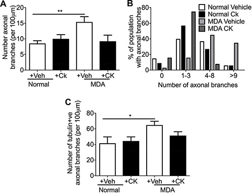 MDA MB231 and MCF7 induced neuritogenesis was inhibited by CK666 administration.