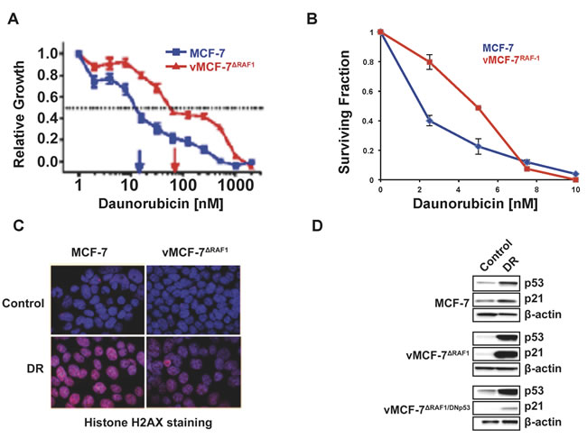 Development of Chemoresistance in Breast Cancer Cells.