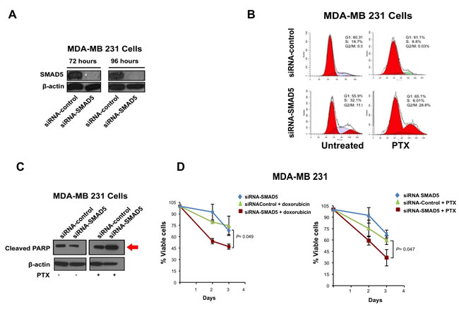 SMAD5 Expression is Required to Induce Chemoresistance.