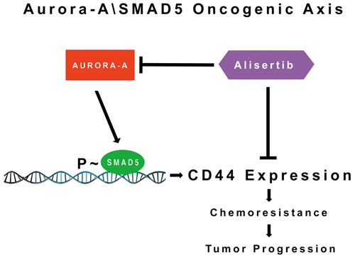 Molecular Targeting of the Aurora-A/SMAD5 Oncogenic Axis Restores Chemosensitivity: Aberrant Aurora-A kinase activity induces phosphorylation of SMAD5 transcriptional factor that in turn will promote expression of CD44 receptor and activation of stemness signaling responsible for chemoresistance and tumor progression.