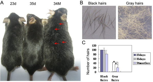 Hairs turn gray during aging in mice.