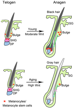 Schematic of Wnt signaling and hair graying.