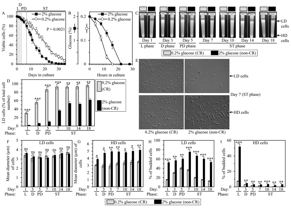 Caloric restriction (CR) accelerates an age-related accumulation of low-density (LD) cells, decreases the size of high-density (HD) cells, and lowers the abundance of budded cells in LD and HD populations of chronologically aging yeast cultures.